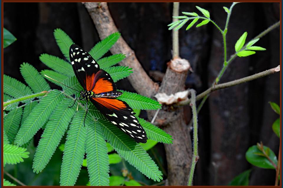 23-vlinder_original_copy_1